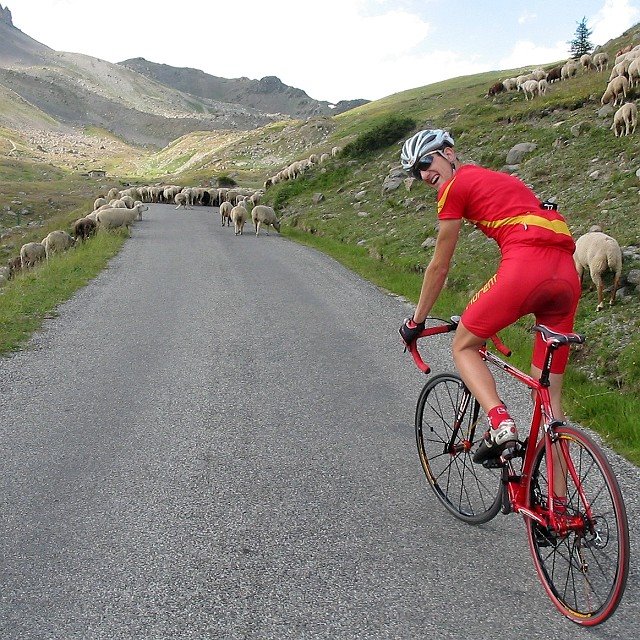 Moutons sur la route du granon